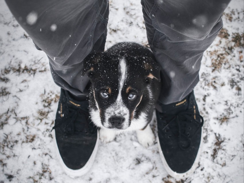 dog, puppy, legs, cute, eyes