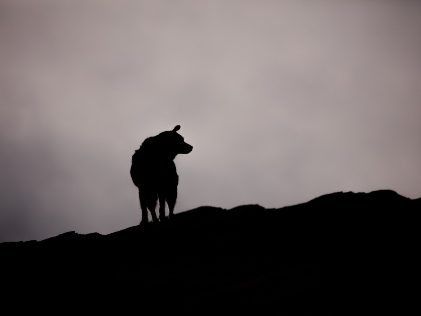 dog, silhouette, outlines, dark, bw