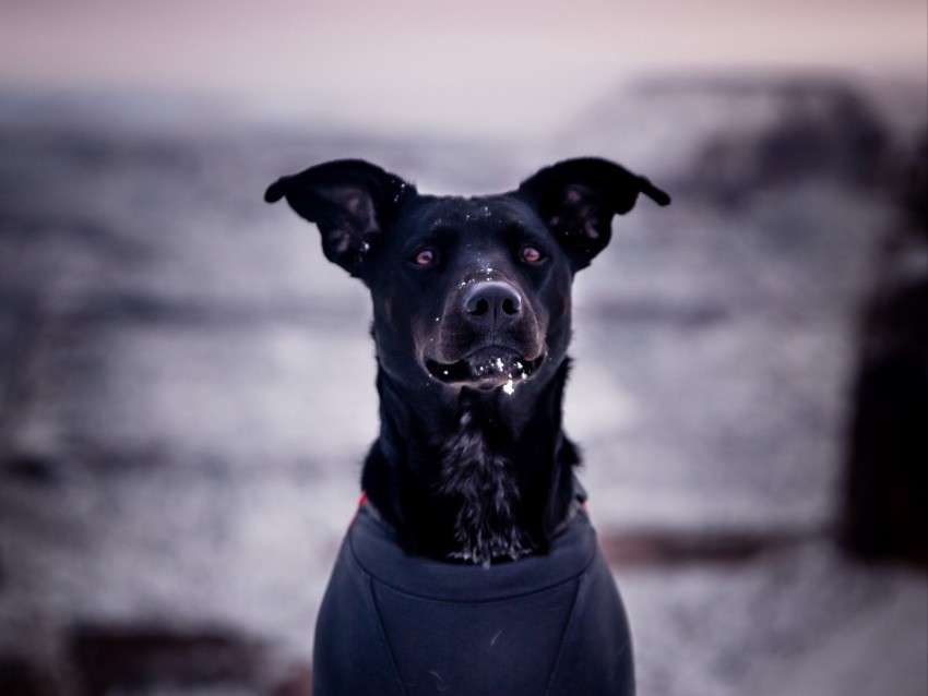 dog, snow, blur, walk