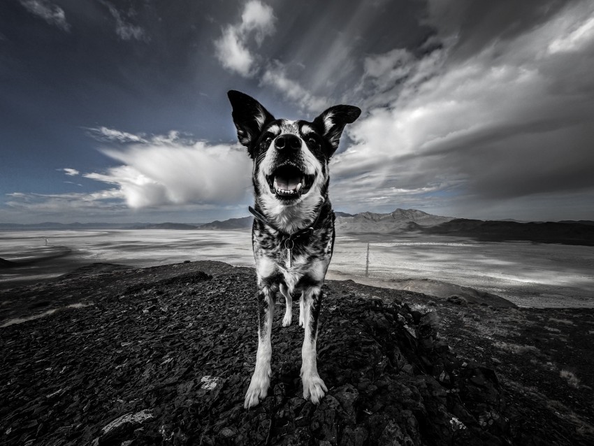 dog, spotted, mountains