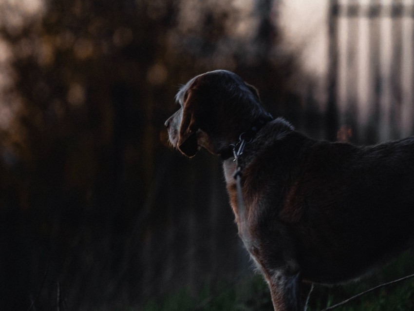 dog, sunset, dark