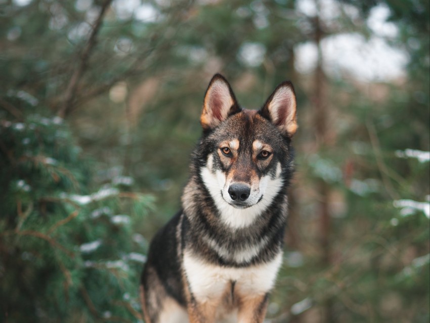 dog, wolf, sight, walk