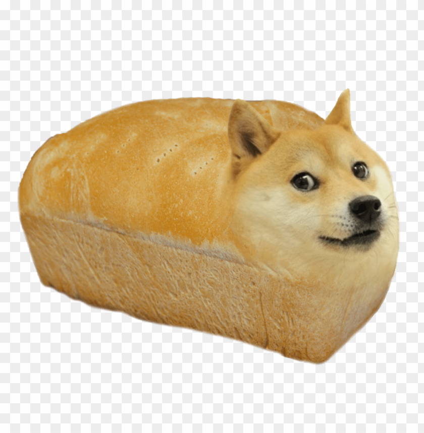 memes, doge, shiba inu, memes