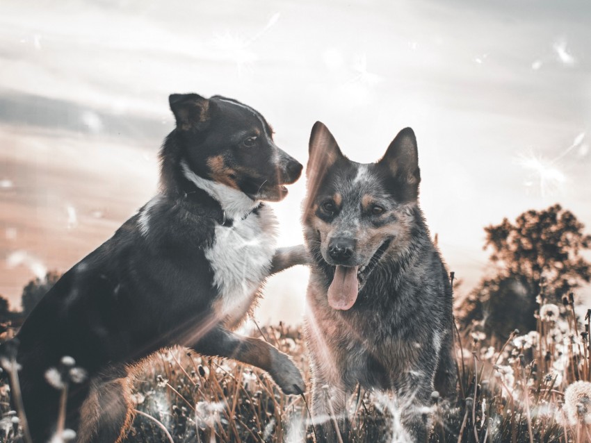 dogs, playful, protruding tongue, field, dandelions