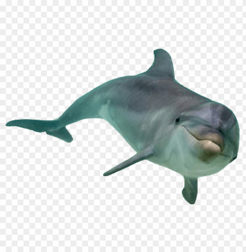 A playful dolphin swimming gracefully in clear water PNG