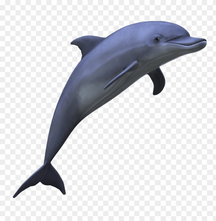 Realistic dolphin leaping against a transparent background PNG