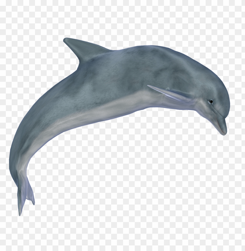 A graceful dolphin swimming, showcasing its sleek body and dorsal fi PNG