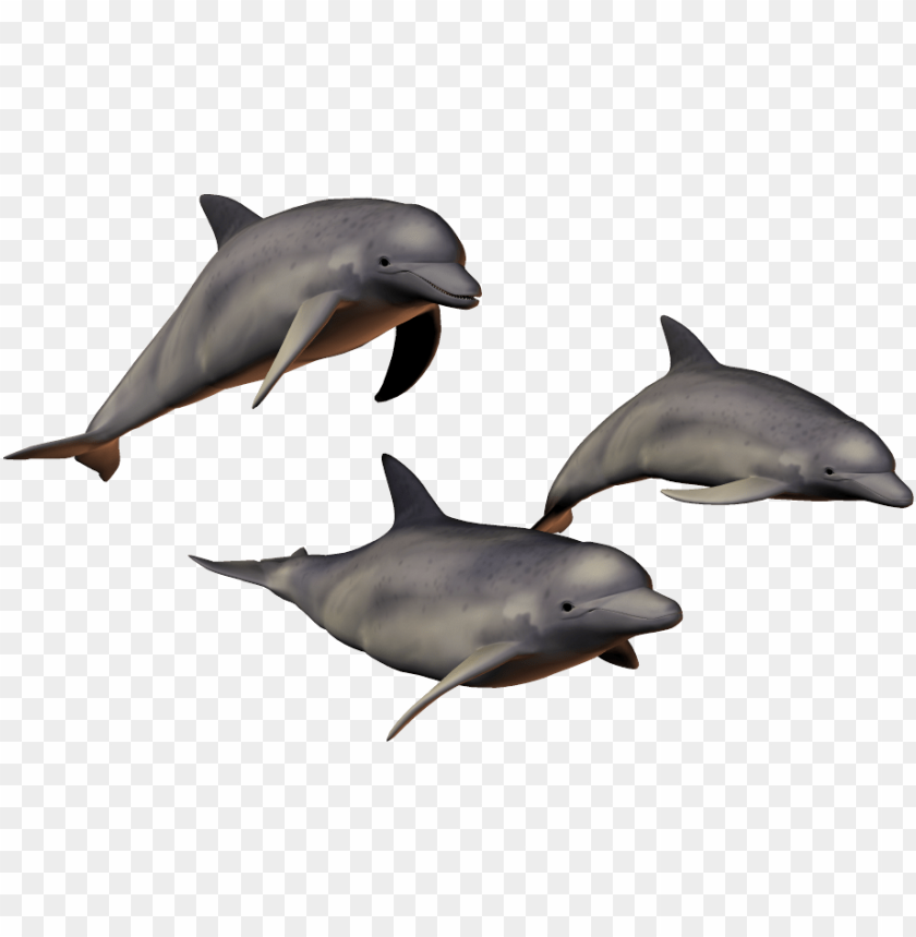 Three dolphins swimming together in a transparent PNG graphic PNG