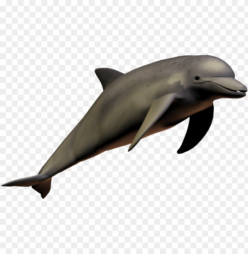 3D model of a dolphin swimming gracefully PNG