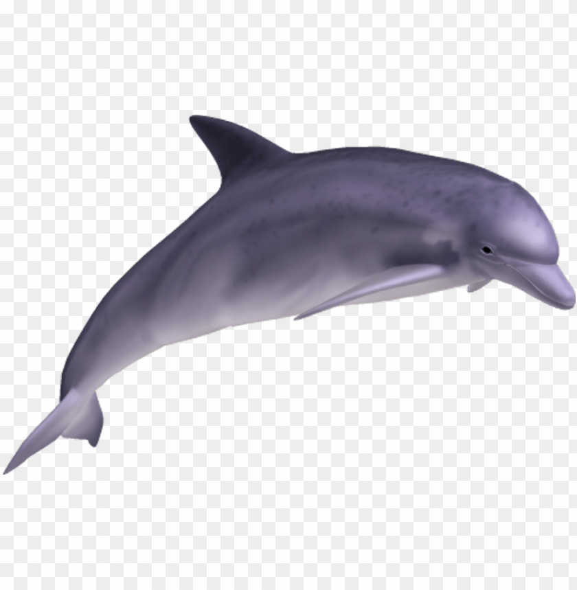 Realistic illustration of a swimming dolphin in a transparent background PNG