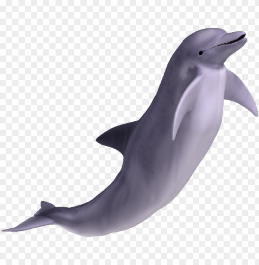 A playful dolphin leaping gracefully out of the water PNG