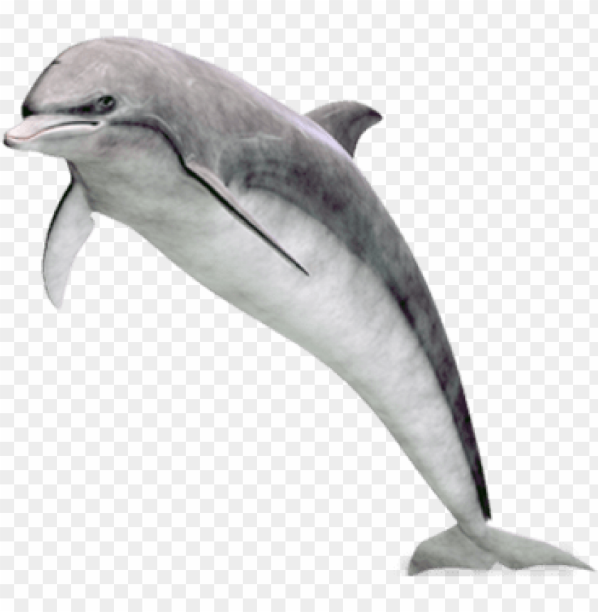 A sleek dolphin leaping gracefully above the water's surface PNG