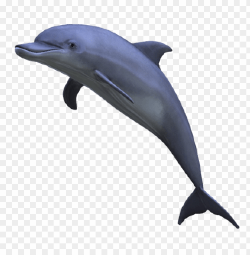 dolphin png,dolphin,dolphin transparent background,dolphin file png,dolphin 

clipart,dolphin png images,dolphin png clipart