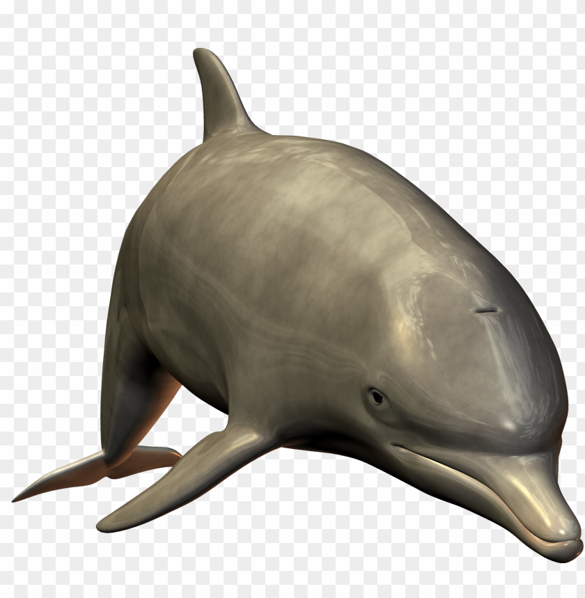 dolphin png,dolphin,dolphin transparent background,dolphin file png,dolphin 

clipart,dolphin png images,dolphin png clipart