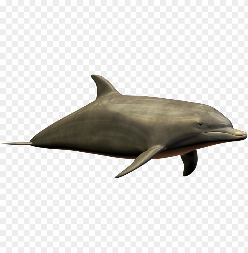 Realistic dolphin illustration on a transparent background PNG