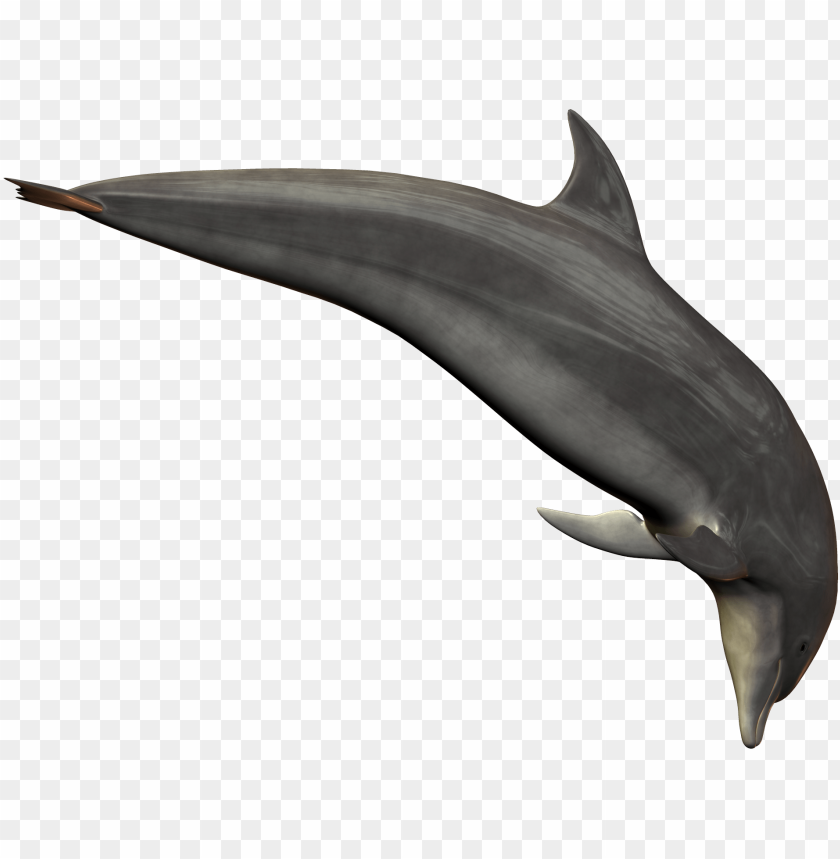 A dolphin swimming gracefully in a transparent background PNG