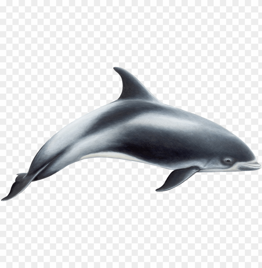 Realistic dolphin swimming gracefully against a transparent background PNG