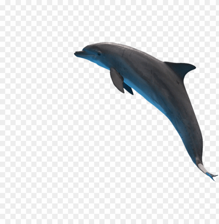 Jumping dolphin in transparent PNG format PNG