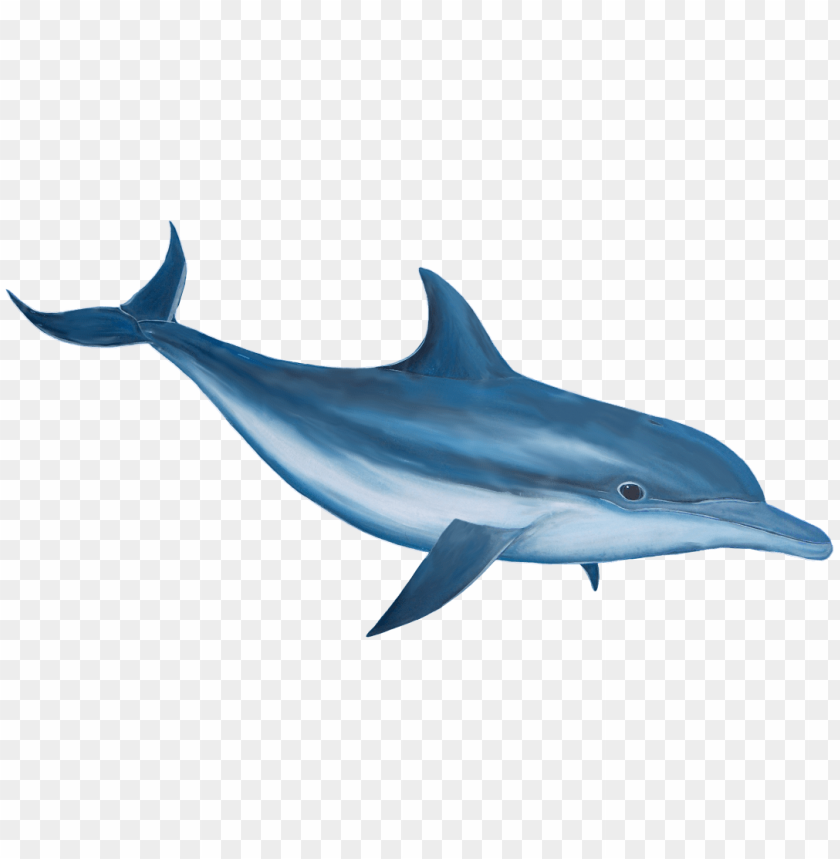 A realistic illustration of a blue dolphin swimming gracefully PNG