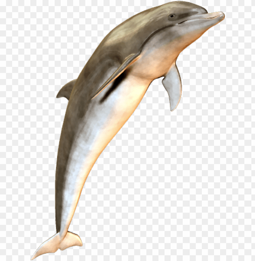 Leaping dolphin on a transparent background PNG