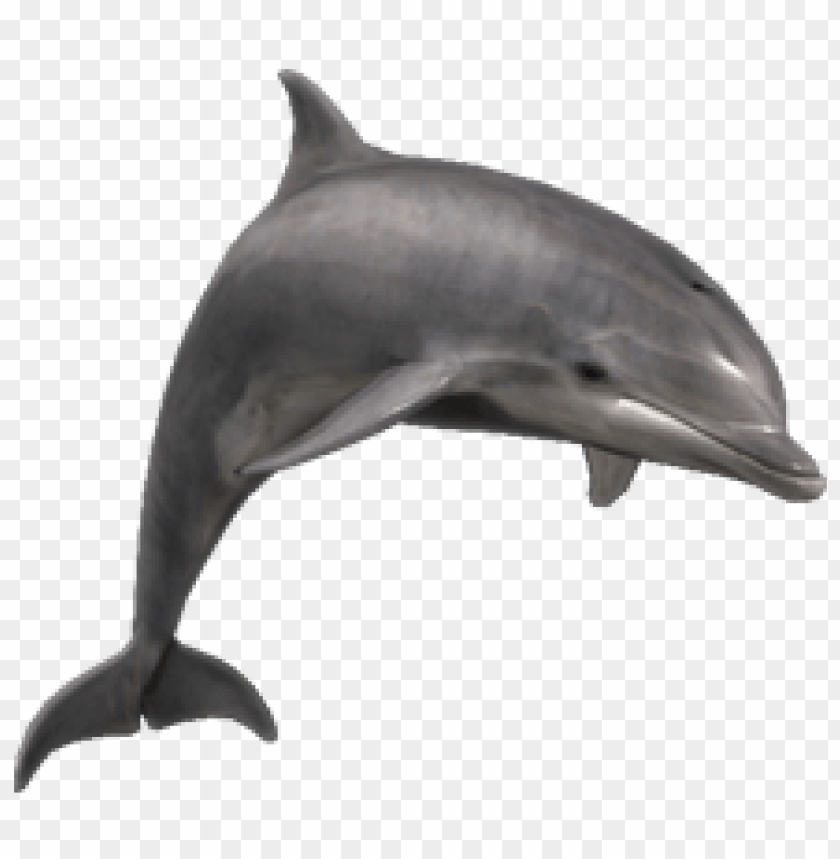 A grey dolphin leaping out of the water in a dynamic pose PNG