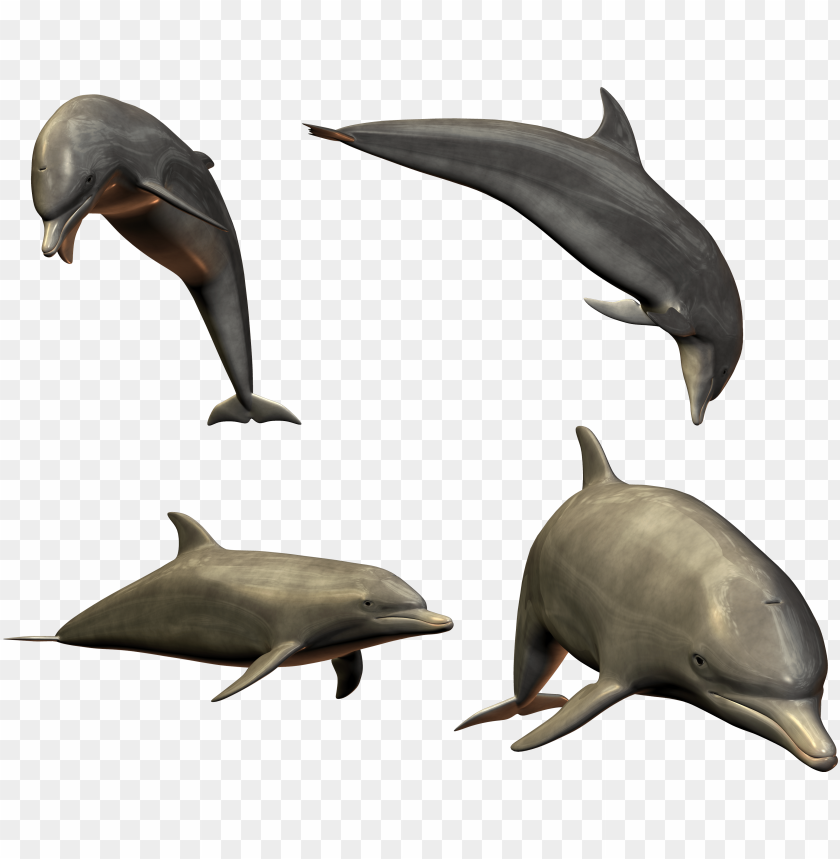 Various dolphin poses in a transparent PNG format PNG