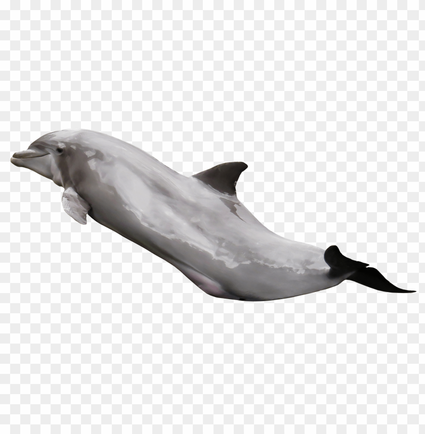 Dolphin PNG, aquatic, jumping, ocean