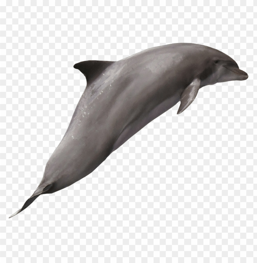 Dolphin PNG, aquatic, ocean, mammal