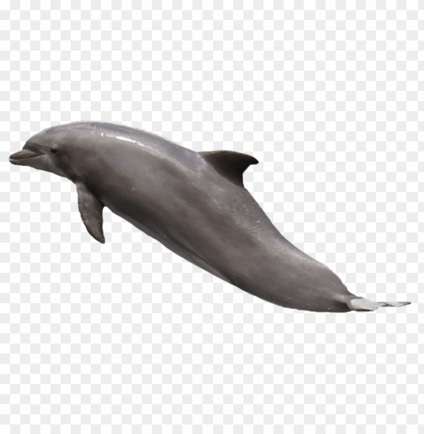 Dolphin PNG, aquatic mammal, gray, swimming