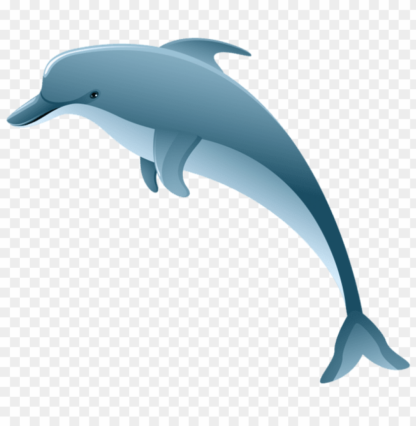 dolphin, marine animal, ocean creature, aquatic mammal, blue dolphin, playful dolphin, sea life