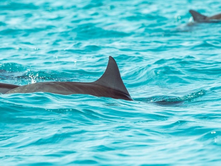 Dolphin Fin Water Background