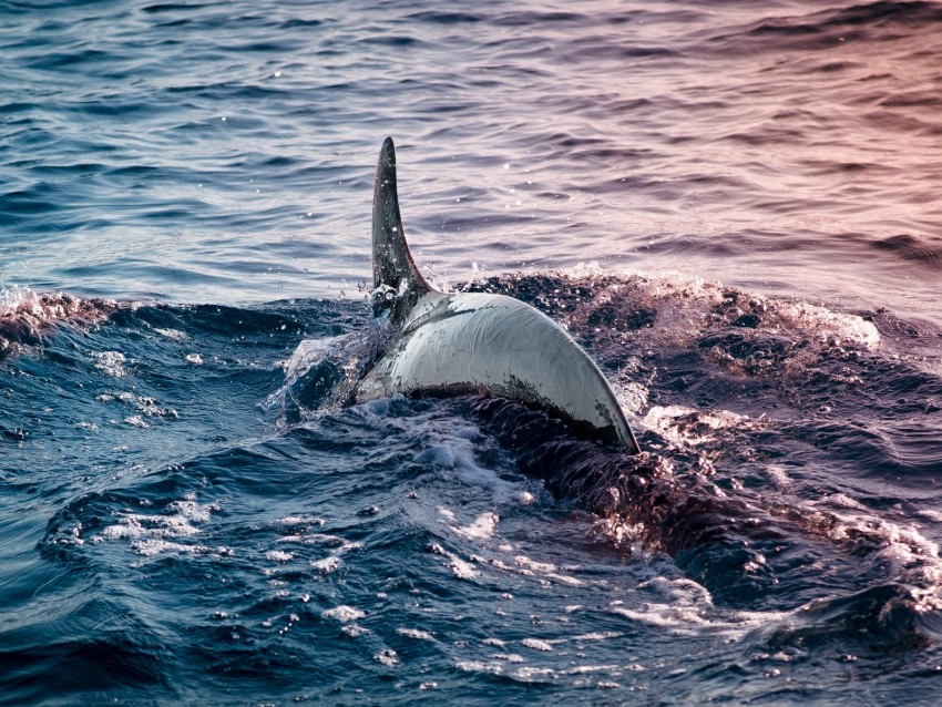 Dolphin Fin Waves Water Sea Background