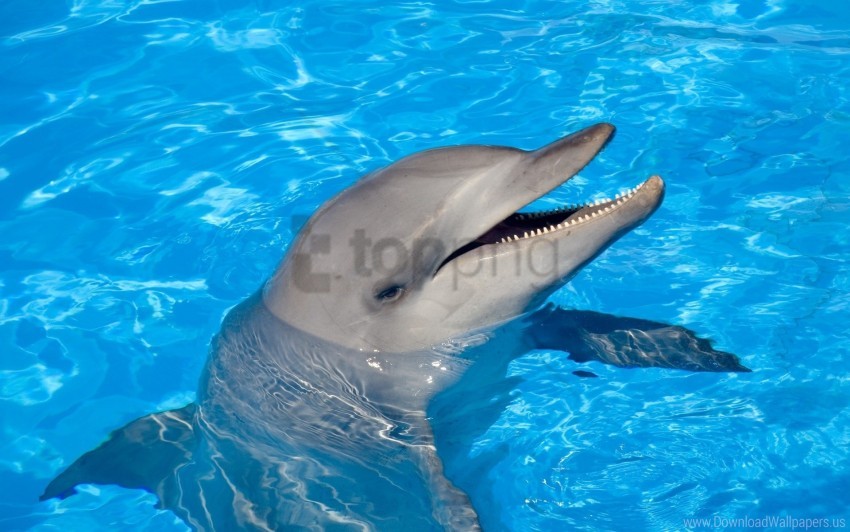 Dolphin Head Swim Water Wallpaper PNG Transparent Background