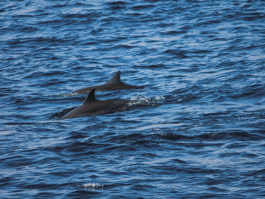 Dolphins Sea Waves Ripples Background