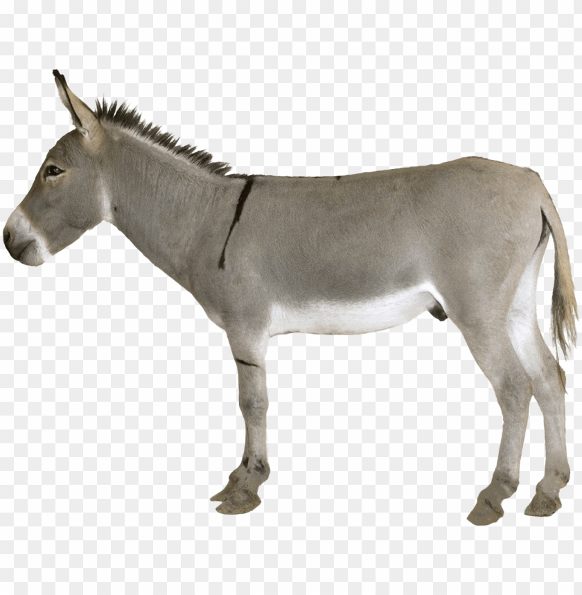 Side view of a gray donkey standing against a transparent background PNG