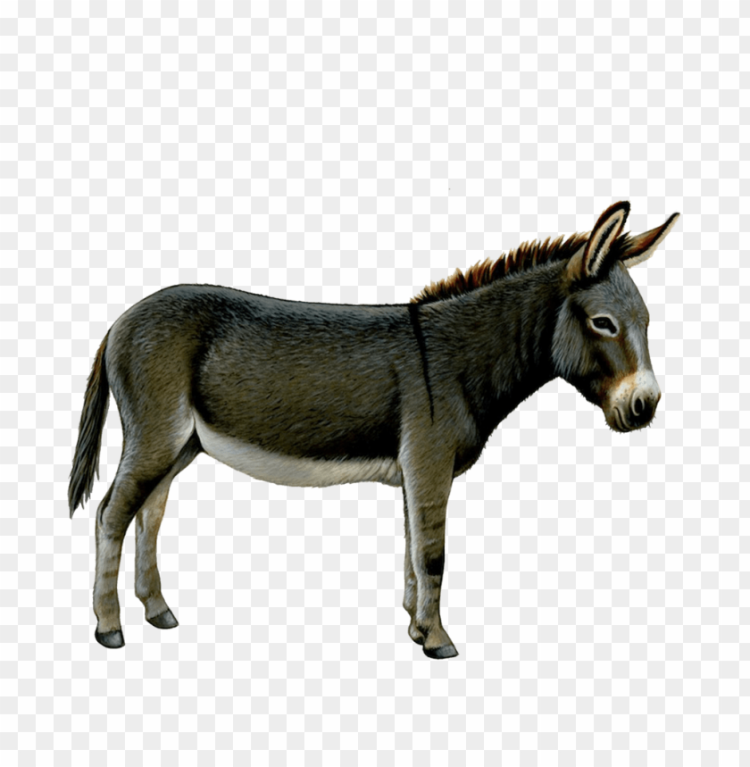 Realistic illustration of a brown donkey standing side view PNG