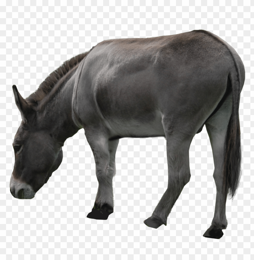 A gray donkey grazing, side view, against a transparent background PNG