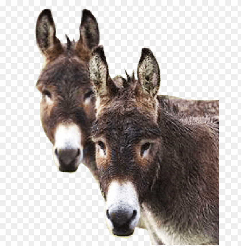 Two donkeys with soft fur and prominent ears on a transparent background PNG