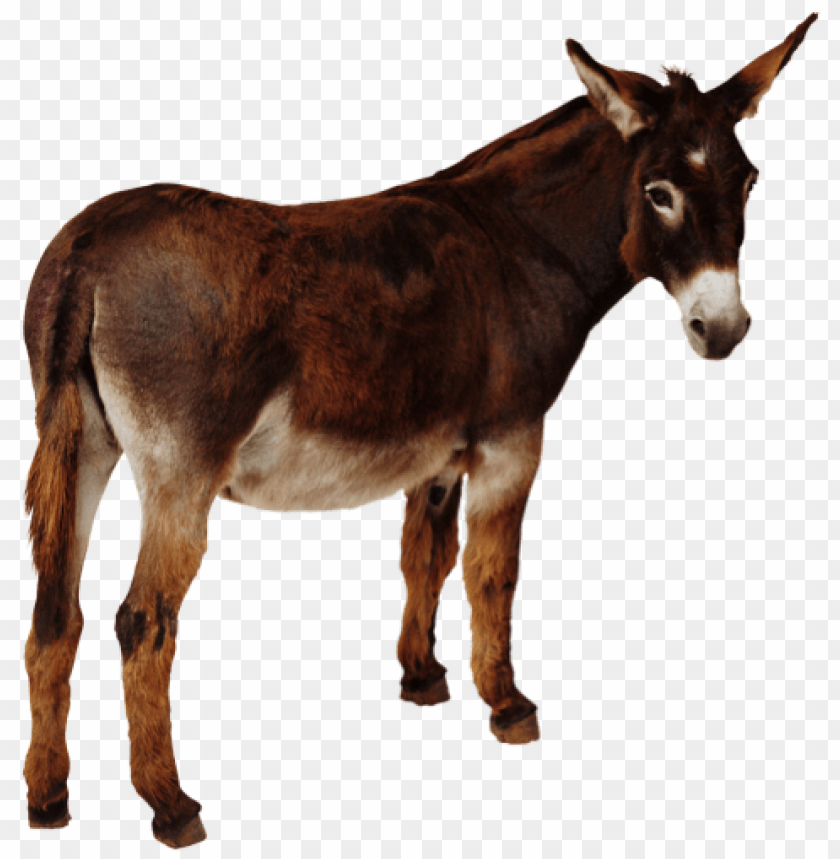 Brown donkey standing sideways on a transparent background PNG