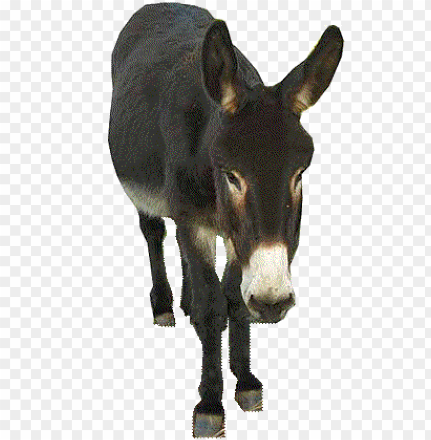 A donkey standing and looking forward with a neutral expressio PNG