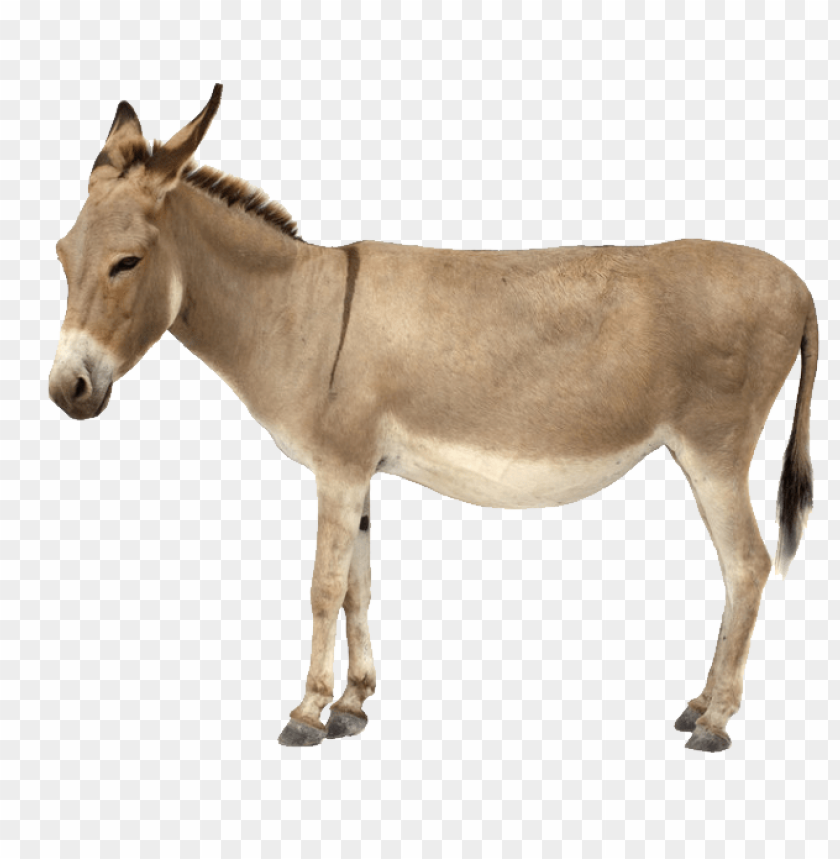 A standing donkey with a short mane and a light brown coat PNG