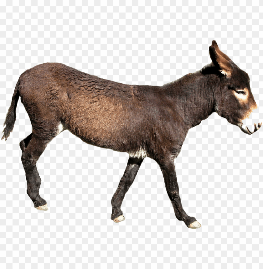 A brown donkey walking and chewing on a piece of grass PNG