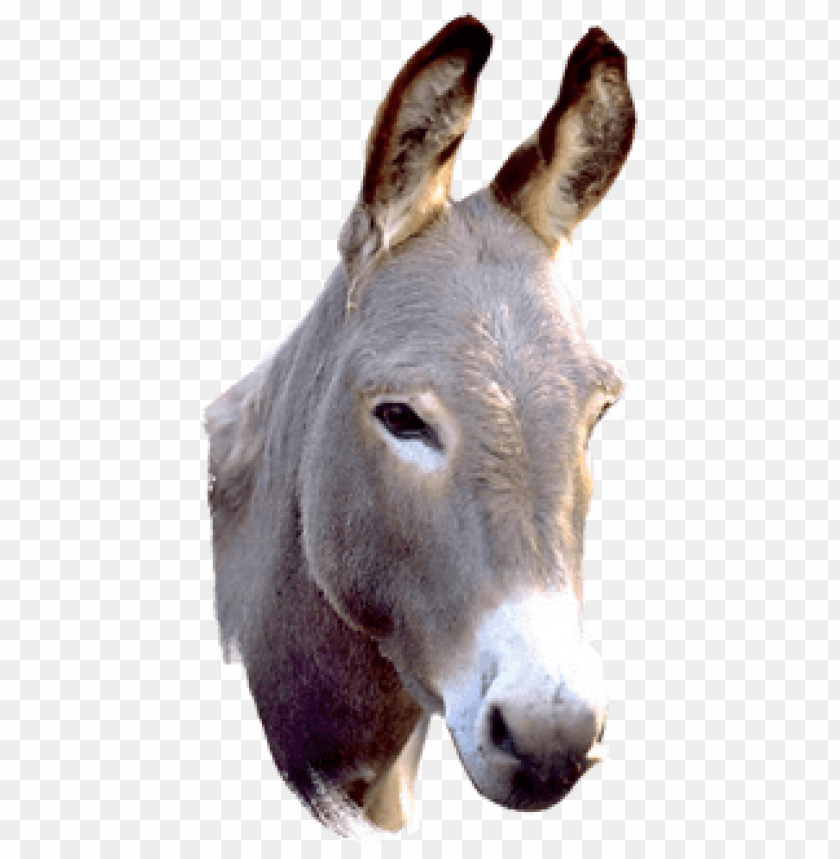 Close-up of a donkey's head with prominent ears and expressive eyes PNG