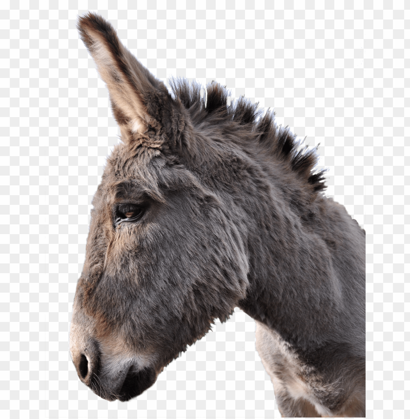 Profile of a gray donkey against a transparent background PNG