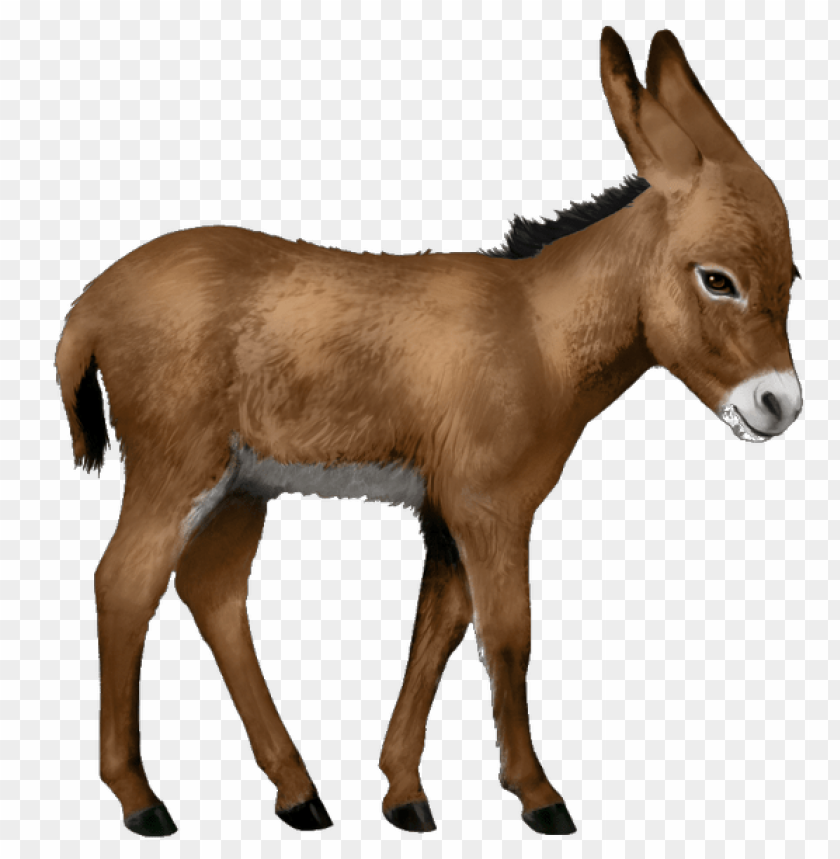 Cute brown donkey standing with a fluffy tail and soft fur PNG