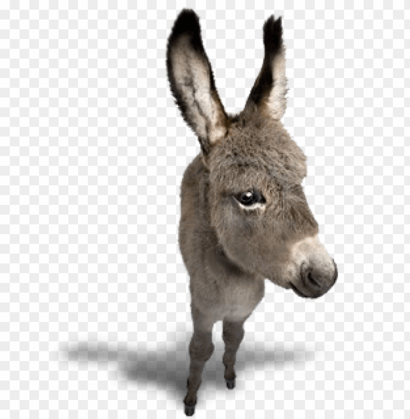 Close-up of a cute gray donkey with large ears and expressive eyes PNG