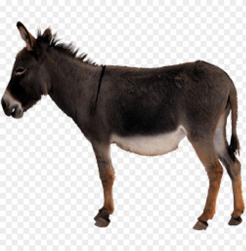 donkey png,donkey,donkey transparent background,donkey file png,donkey 

clipart,donkey png images,donkey png clipart