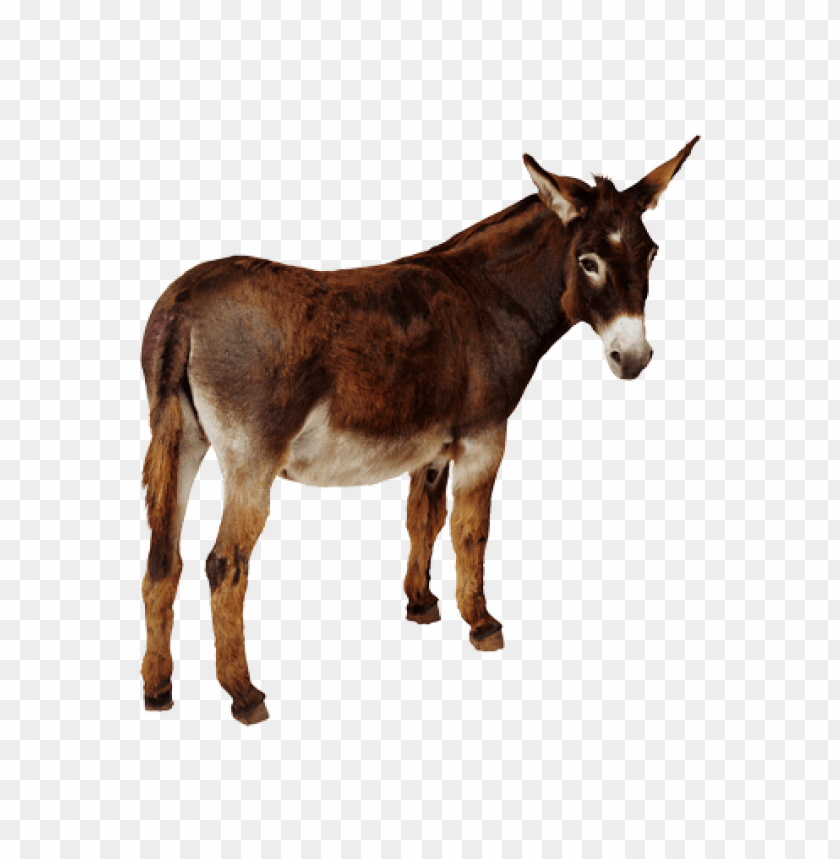 Brown donkey standing gracefully with a calm expressio PNG