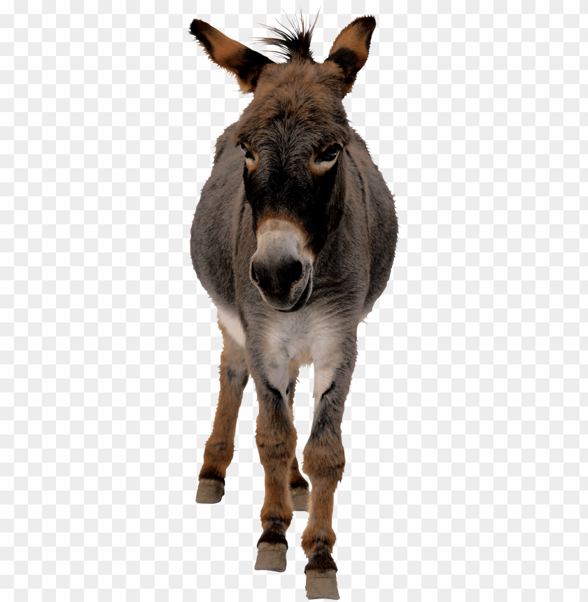 A gray donkey standing and looking forward PNG