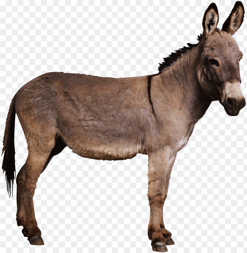 A brown donkey standing in profile against a transparent background PNG